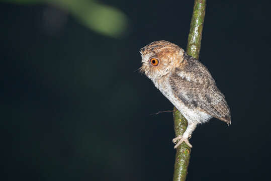 Image of Negros Scops Owl