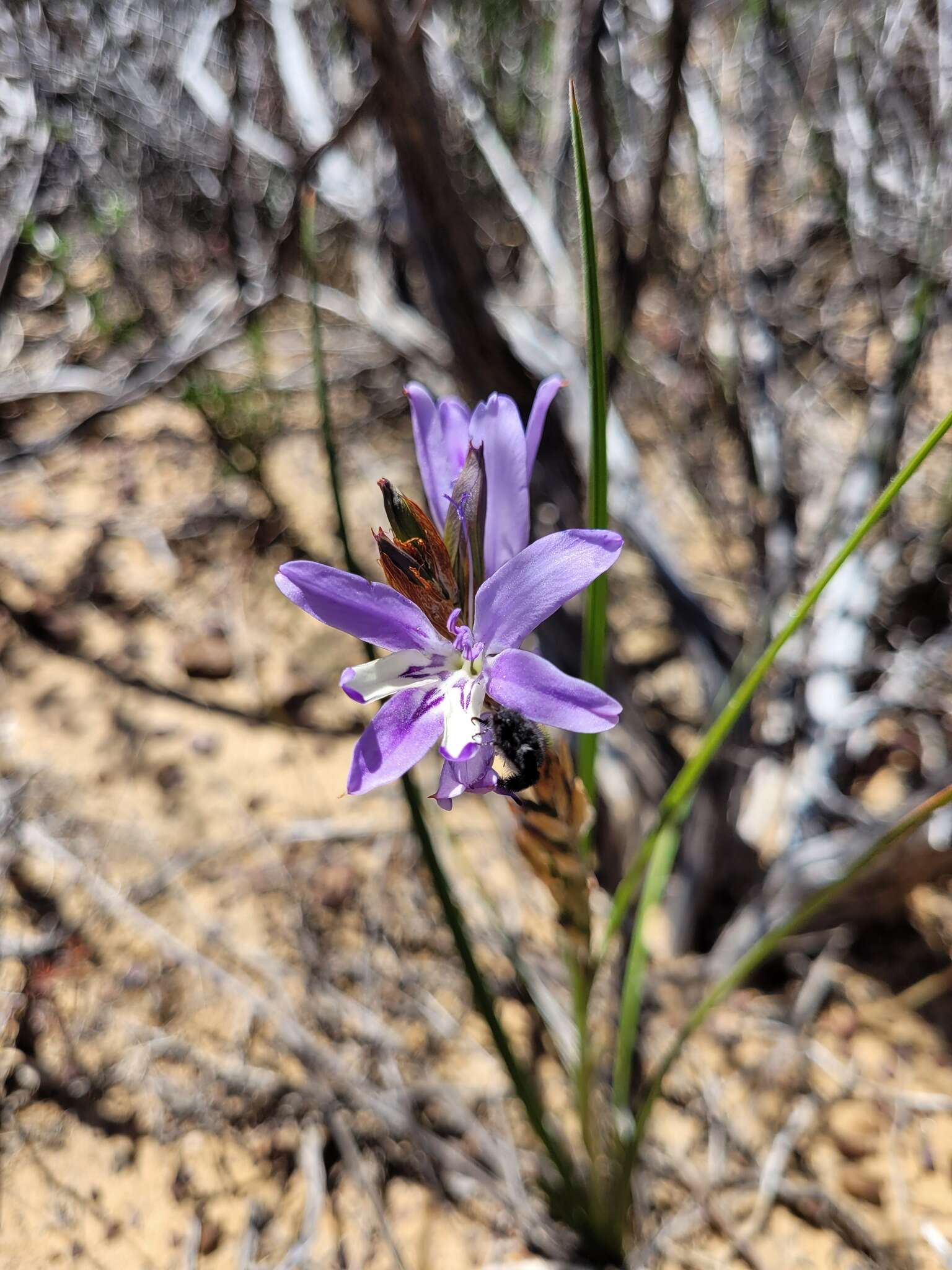 Image of Babiana scariosa G. J. Lewis