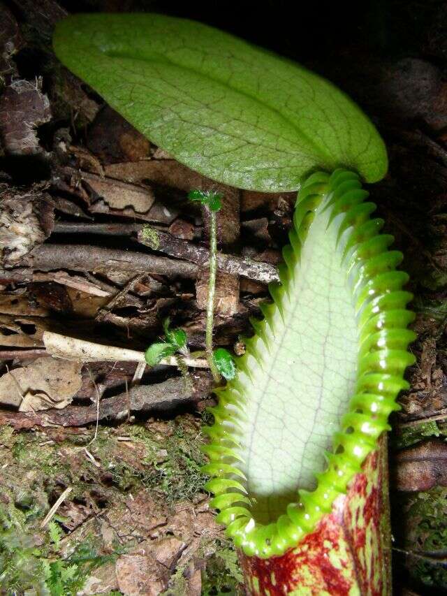 钩唇猪笼草的圖片