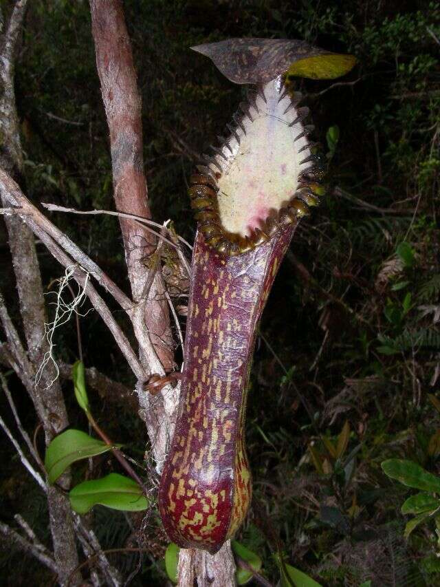 钩唇猪笼草的圖片