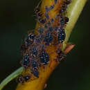 Pterocomma salicis (Linnaeus 1758)的圖片