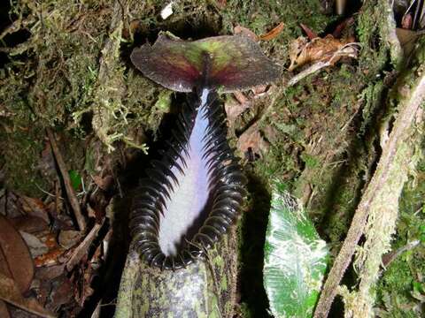 Image of Pitcher plant