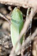 Image of Bog Leafhopper