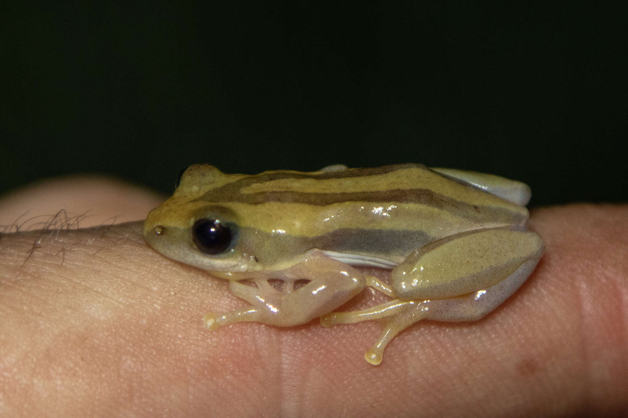 Image of De Witte's spiny reed frog