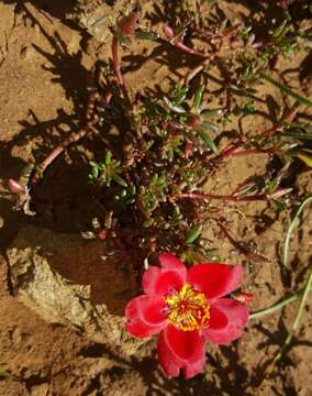 Image of Moss-rose Purslane