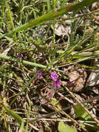 Image of timber milkvetch