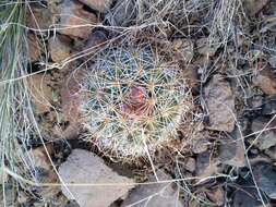 Image of Simpson's Hedgehog Cactus