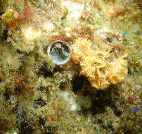 Image of Phidolopora pacifica (Robertson 1908)