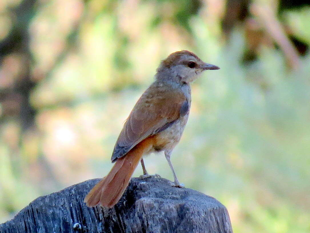 Image of Rufous-tailed Palm Thrush