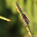 صورة Eristalinus megacephalus (Rossi 1794)