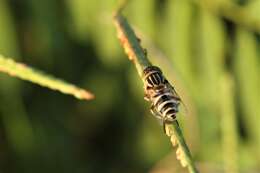 صورة Eristalinus megacephalus (Rossi 1794)