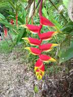 Image of false bird of paradise