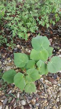 Image of false Indianmallow