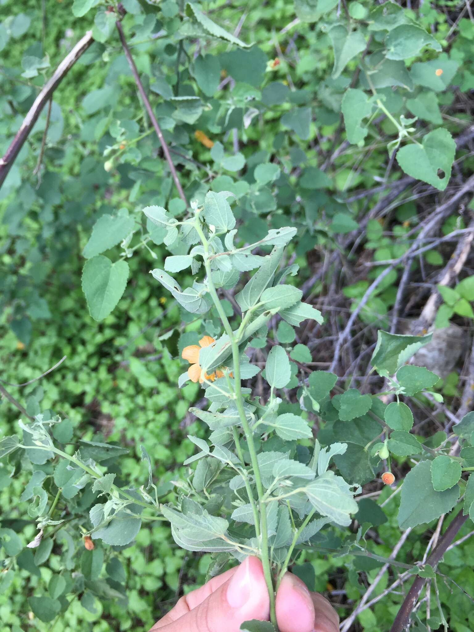 Plancia ëd Abutilon fruticosum Guill. & Perr.