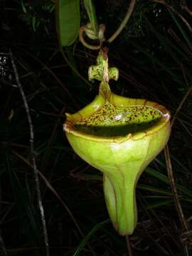 Nepenthes eymae Sh. Kurata resmi