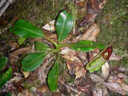 صورة Nepenthes eymae Sh. Kurata