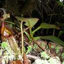 صورة Nepenthes eymae Sh. Kurata