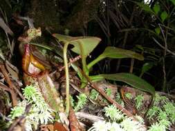 صورة Nepenthes eymae Sh. Kurata