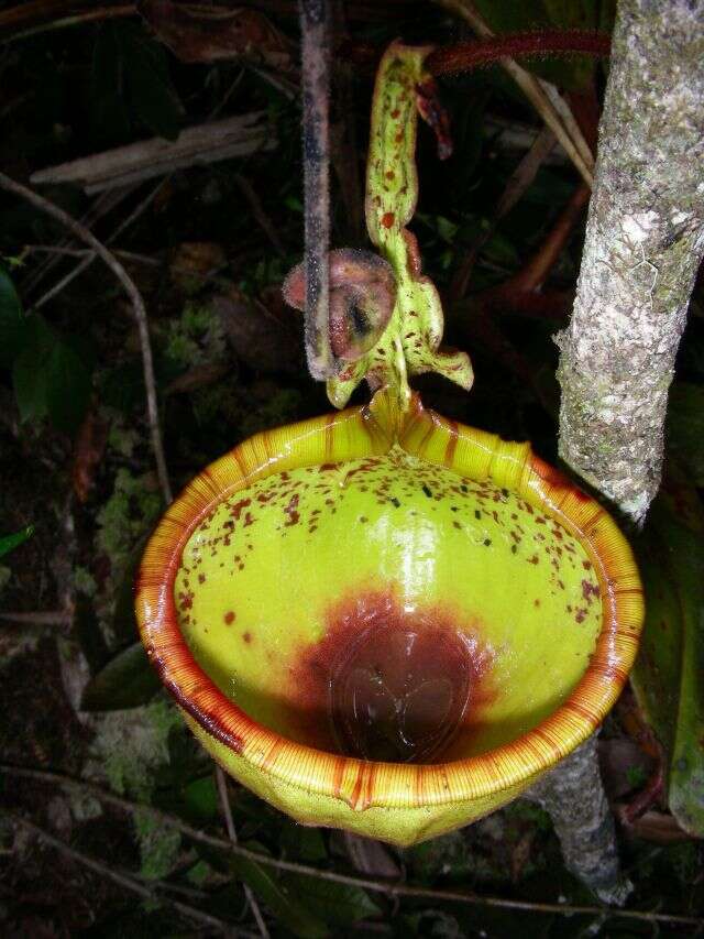 صورة Nepenthes eymae Sh. Kurata