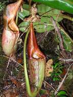 صورة Nepenthes eymae Sh. Kurata