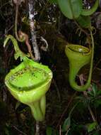 صورة Nepenthes eymae Sh. Kurata