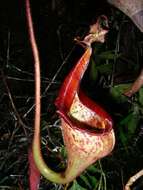 صورة Nepenthes eymae Sh. Kurata