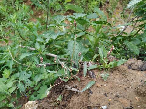 Image of Pygmy Smartweed