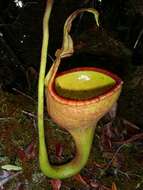 صورة Nepenthes eymae Sh. Kurata