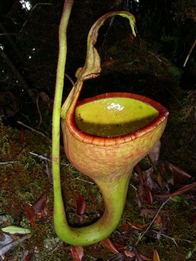 صورة Nepenthes eymae Sh. Kurata