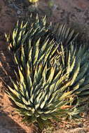 Image of Utah agave