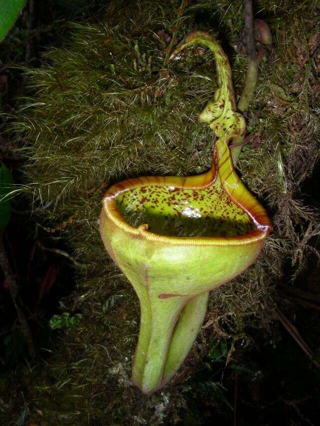 صورة Nepenthes eymae Sh. Kurata