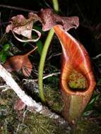 صورة Nepenthes eymae Sh. Kurata