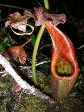 Nepenthes eymae Sh. Kurata resmi