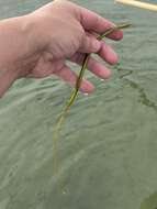 Image of Straightnose Pipefish