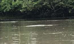 Image of river dolphins