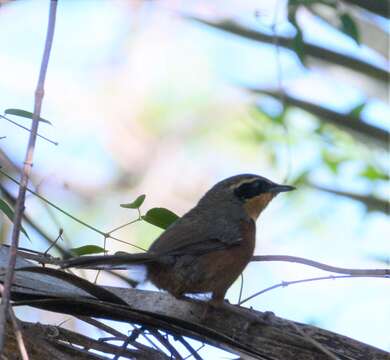 Melanopareia maximiliani (d'Orbigny 1835)的圖片