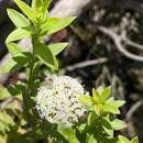 Image of Shrubby Platysace