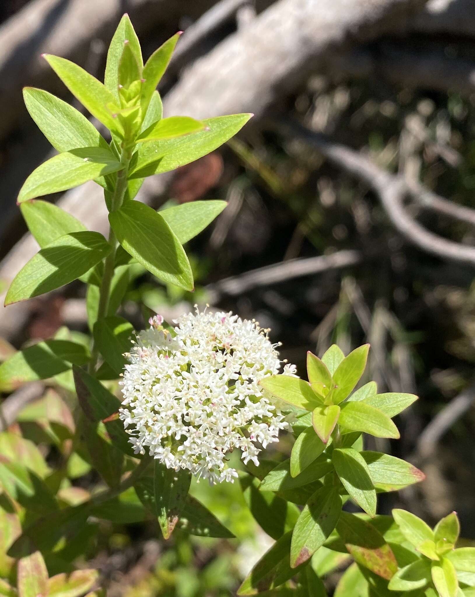 Imagem de Platysace lanceolata (Labill.) Druce