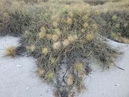 Imagem de Spinifex longifolius R. Br.