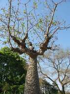 Image de Ceiba insignis (Kunth) P. E. Gibbs & J. Semir