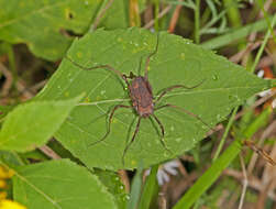 Image of <i>Hadrobunus maculosus</i>