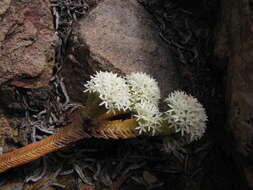 Image of Crassula pyramidalis Thunb.