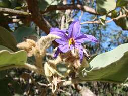 Image of Solanum lycocarpum A. St.-Hil.