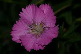 صورة Dianthus rupicola subsp. hermaeensis (Coss.) O. Bolòs & Vigo