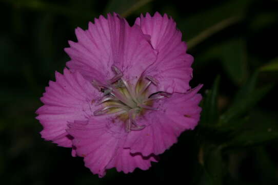 Image of Dianthus rupicola subsp. hermaeensis (Coss.) O. Bolòs & Vigo