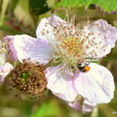 Image of Coccinella trifasciata subversa Le Conte 1854