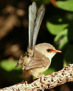 Image of Variegated Fairy-wren