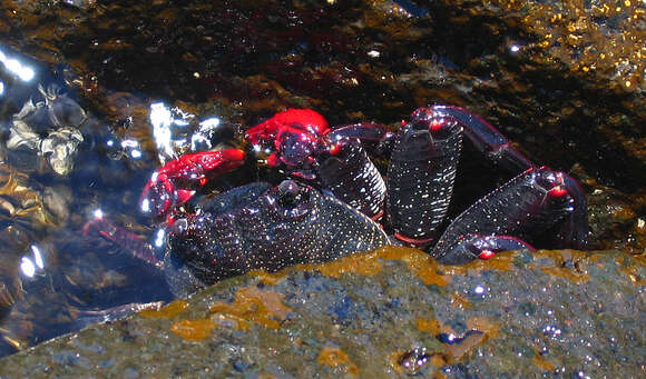 Image of Sally lightfoot crab