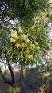 Acacia mabellae Maiden的圖片