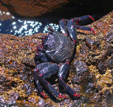 Image of Sally lightfoot crab